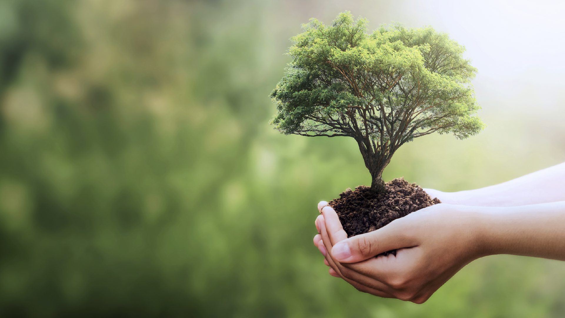 immagine che rappresenta due mani giunte che tengono un piccolo albero